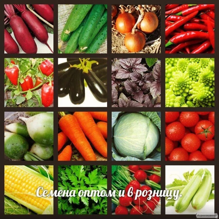 Семена овощей цена. Семена овощей. Коллекция семян овощей. Семена плодоовощных культур. Семена овощей для детей.