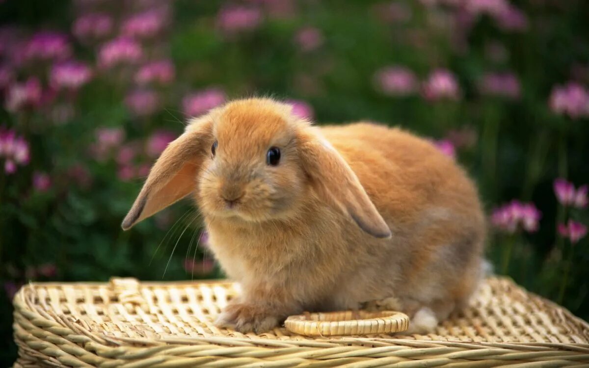 Кролик картинка. Красивые кролики. Милые домашние животные. Кролик фото. Милые кролики.