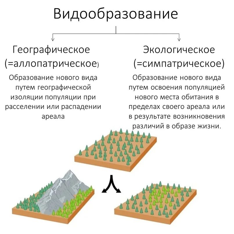 Видообразование тест 9 класс. Видообразование ЕГЭ биология схема. Виды видообразования. Типы видообразования биология. Географическое видообразование.