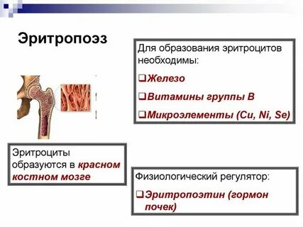Эритропоэз это
