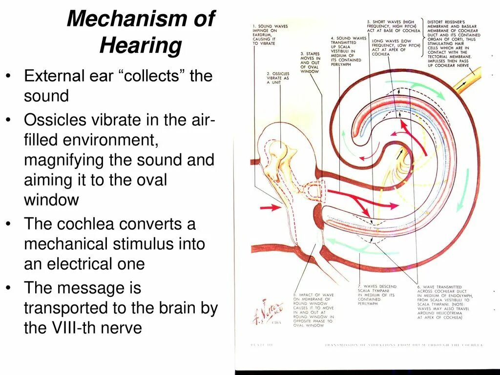 Слуховой аппарат нео классика 675p. Hearing loss statistics. The senses. Аудирование картинки. Was hearing.