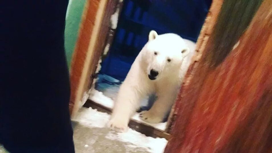 Медведь в новом городе. Дом медведя. белый медведь в подъезде. белый медведь нападает. нашествие белых медведей на новой земле.