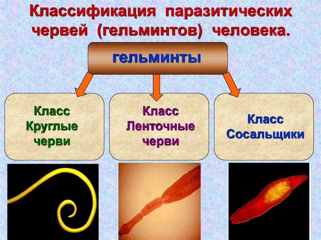 Три класса червей