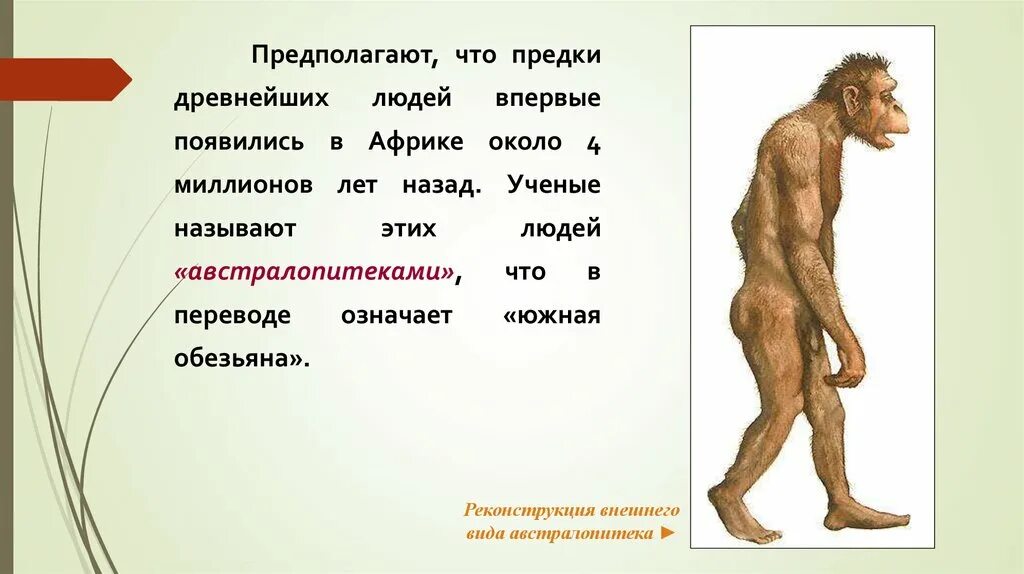 К предкам человека не относится. Австралопитек это определение. Австралопитек периодизация. Австралопитек осанка. Самым древним предком человека являлся.