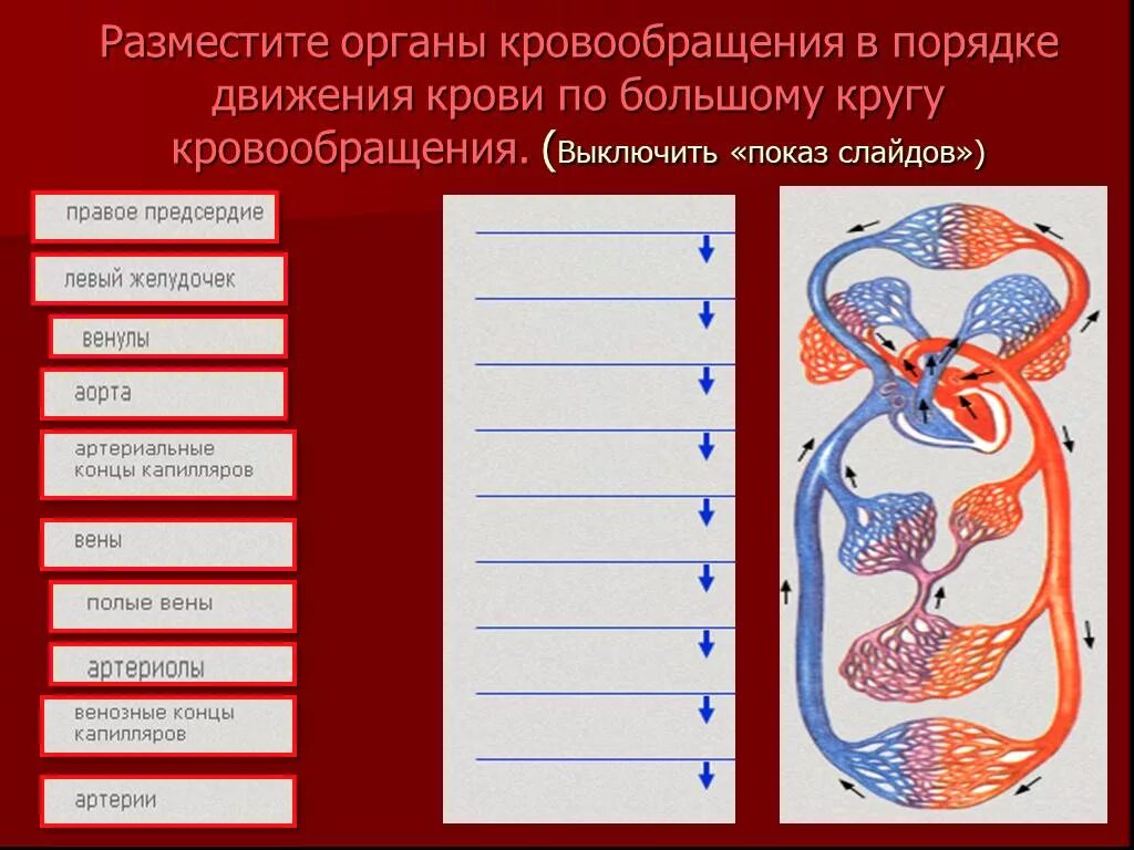 Биология тема кровообращение