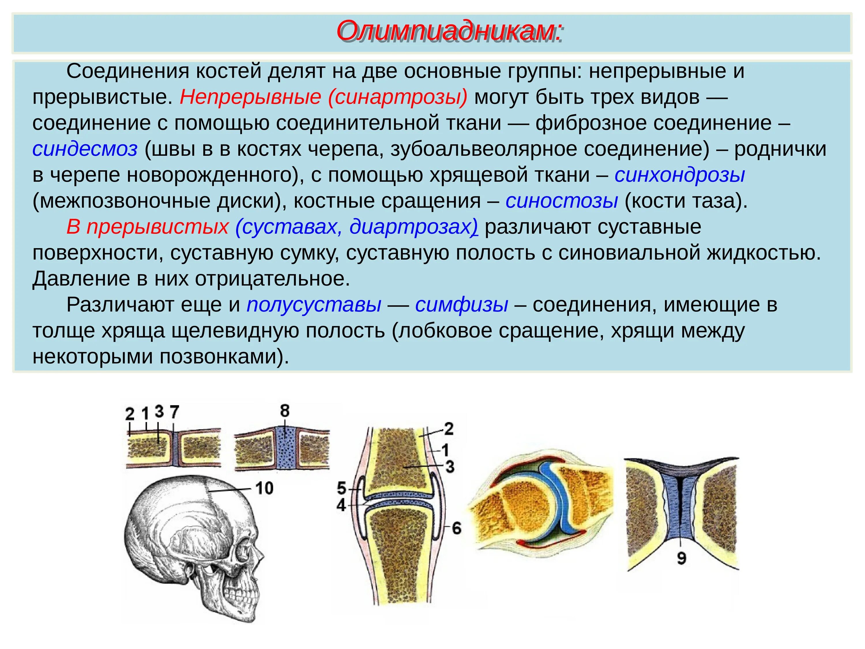 2 кости и их соединения. Типы соединения костей скелета. Строение непрерывных соединений костей. Непрерывные соединения костей анатомия. Непрерывные соединения костные соединения.