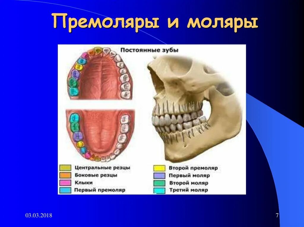 Коренные зубы вторым