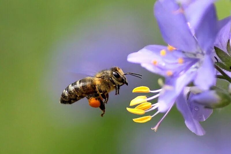 Собирает нектар и пыльцу. Пчела собирает нектар. Пыльца медоносная пчела. Плела собирает нектар. Пчела с нектаром.