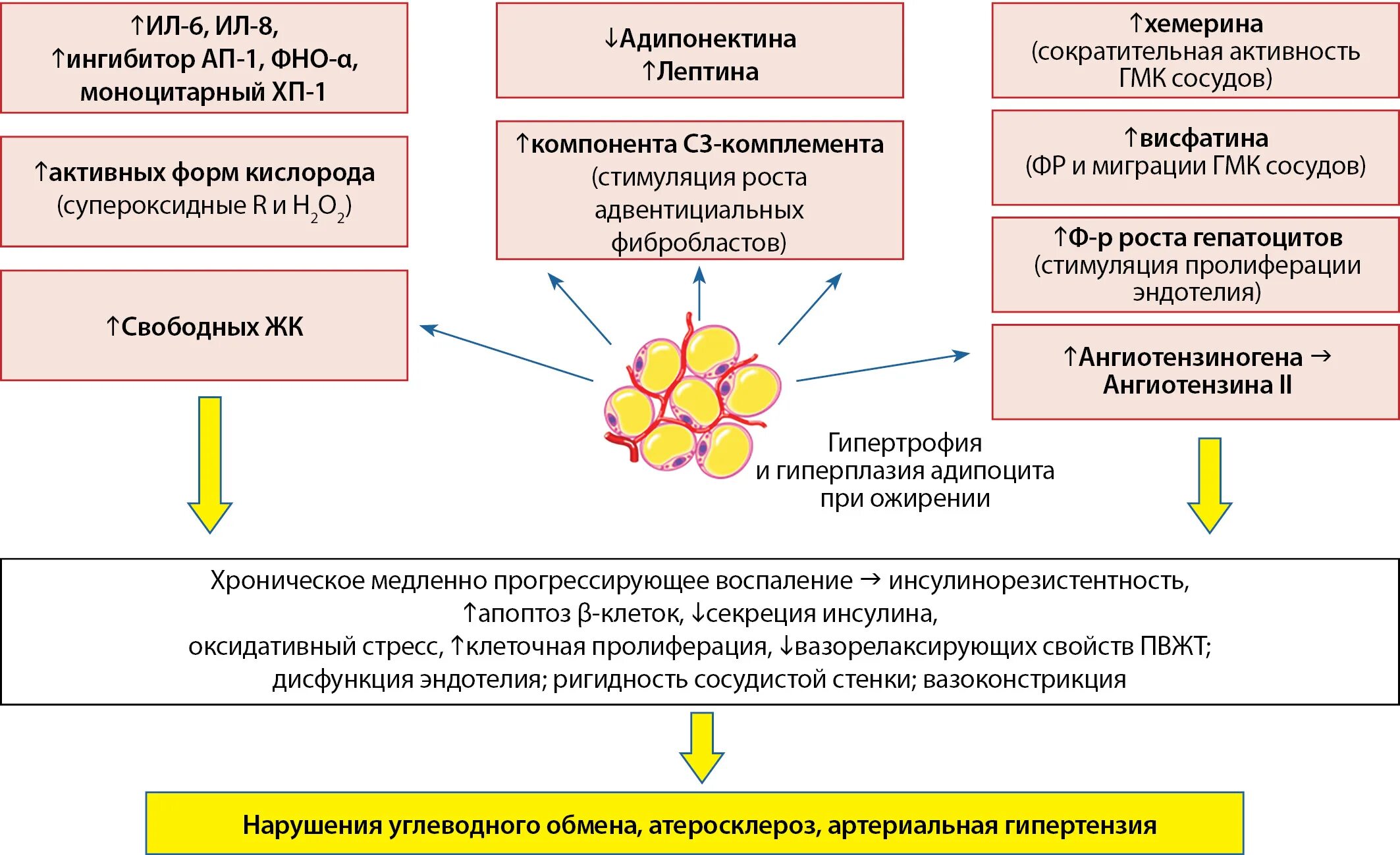 Гипертония при ожирении. Инсулинорезистентность и ожирение. Ожирение при инсулинорезистентности. Механизм инсулинорезистентности при ожирении. Патогенез инсулинорезистентности.