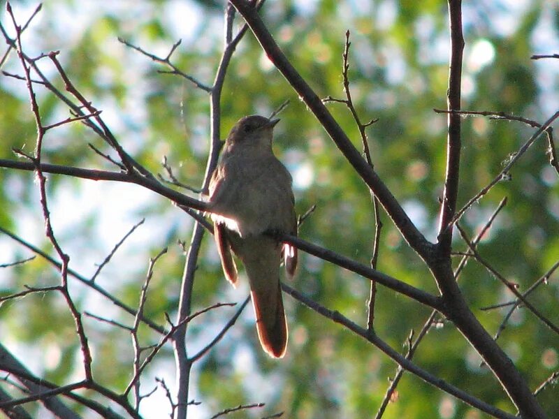 клюв соловья. голоса лесных птиц. голоса лесных птиц. птицы мещеры рязанская область. соловей перелетная.