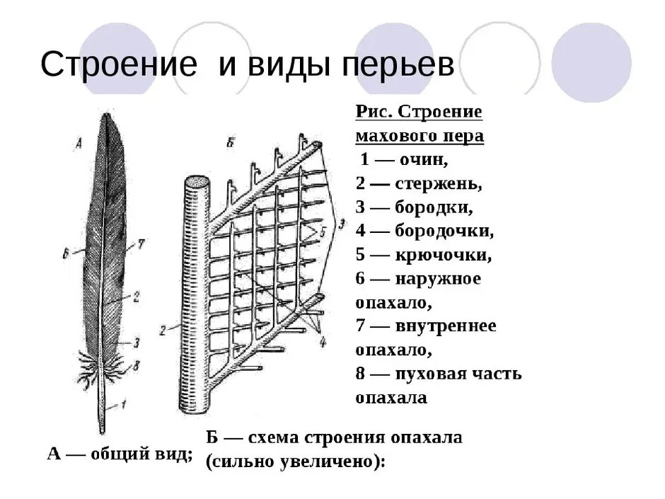 Схема строения опахала пера птицы. Схема строения опахала у птиц. Строение махового пера у птиц 7 класс. Строение покровного пера птицы. У птиц различают перья