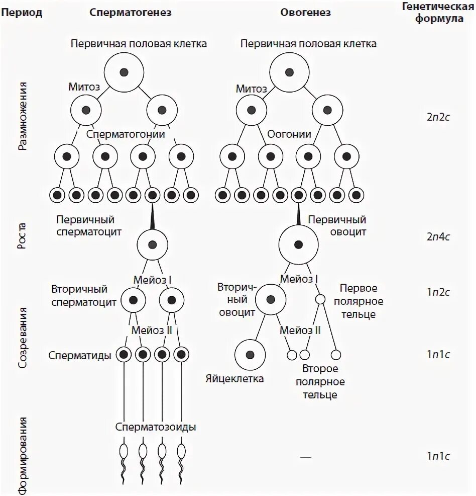 Схема сперматогенеза и овогенеза. Набор генетического материала и Тип половых клеток. Периоды сперматогенеза таблица. Фазы сперматогенеза таблица. Развитие мужских гамет