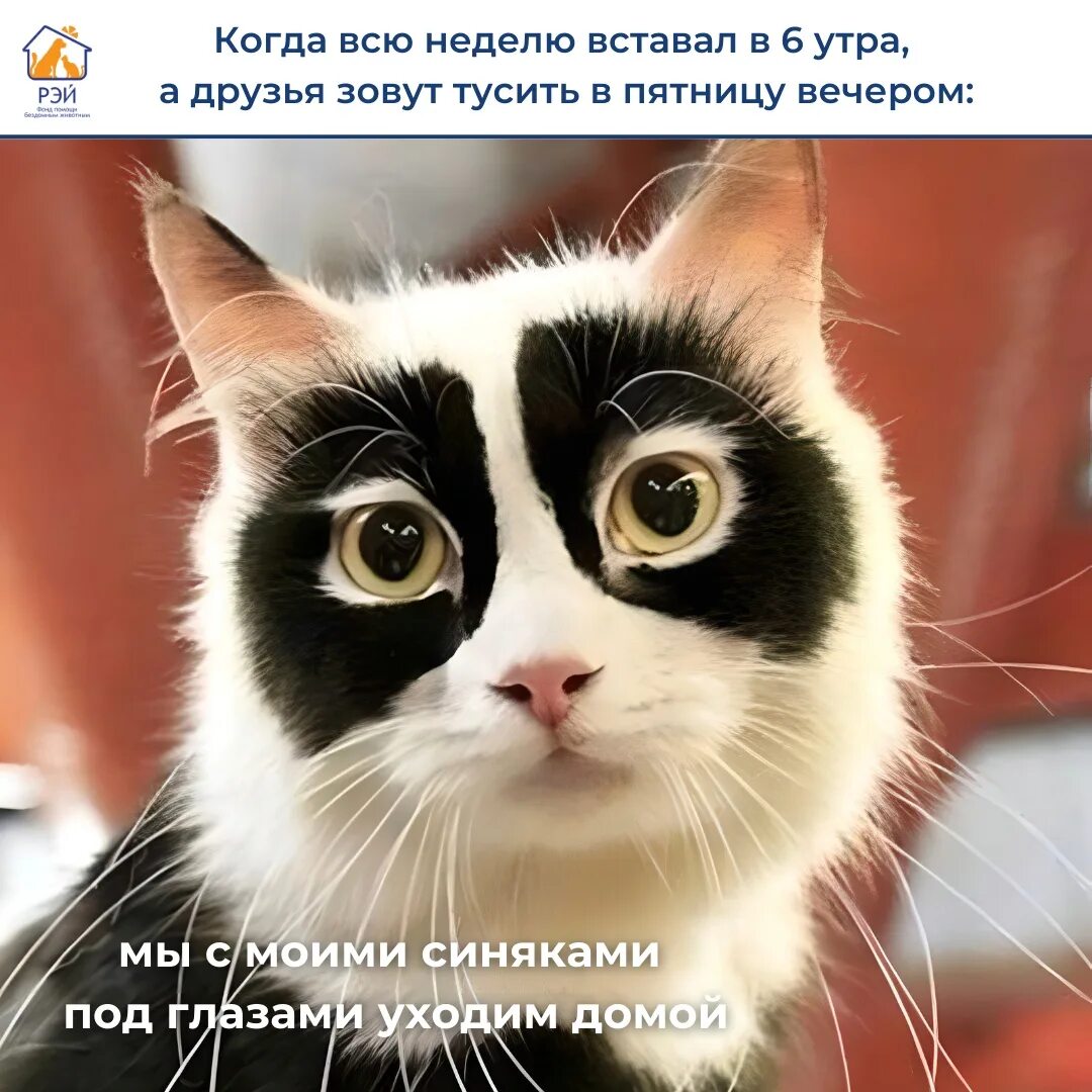 Почему кот странный. Необычные коты. необычные окрасы кошек. кот с необычным окрасом. коты необычной окраски.