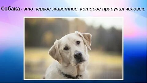 1 животное собака