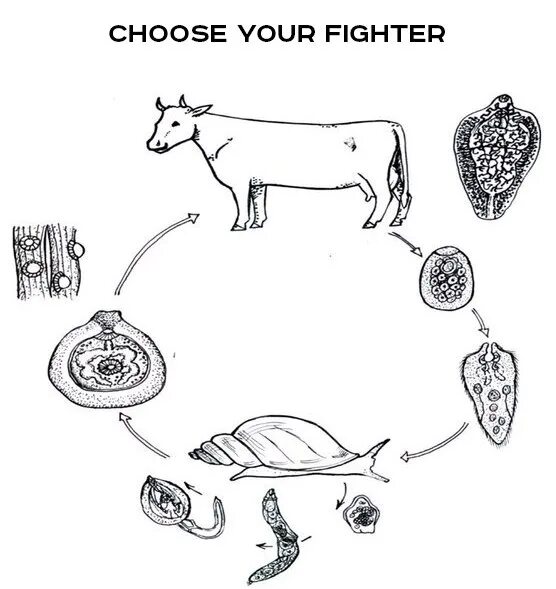 Цикл печеночного сосальщика рисунок. Жизненный цикл печеночного сосальщика. Цикл печеночного сосальщика биология. Цикл развития печеночного сосальщика.