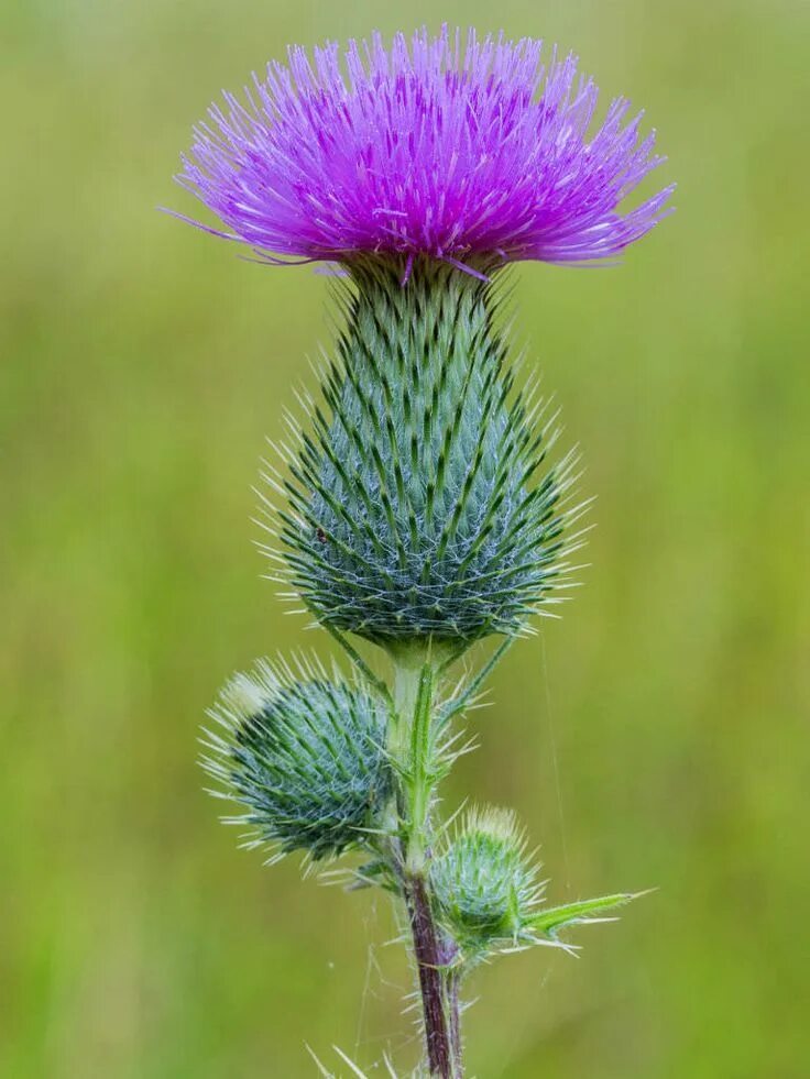 Scotland plants. Бодяк обыкновенный (Cirsium vulgare). Бодяк обыкновенный — Cirsium vulgare (Savi) ten.. Бодяк чертополох. Бодяк (татарник).