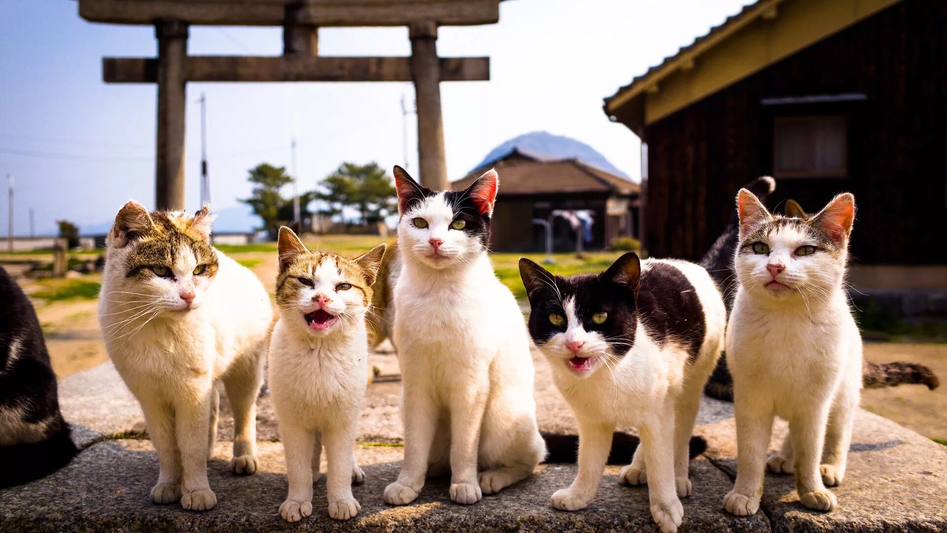 Группы про кошек. Остров Тасиро. Много кошек. Много котов. Несколько кошек.