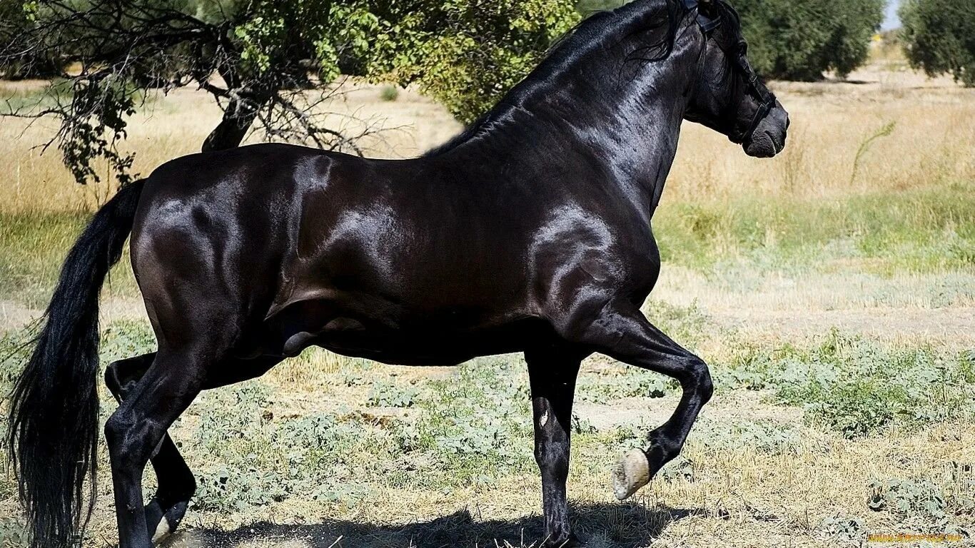 Фризская Аппалуза. Самые красивые лошади. Дорогие лошади. Самая дорогая лошадь в мире. Порода самой дорогой лошади