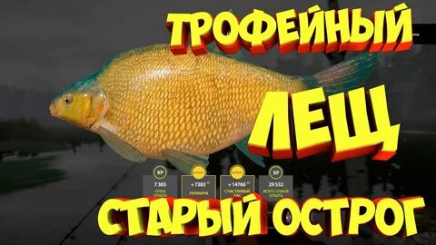Клев стар