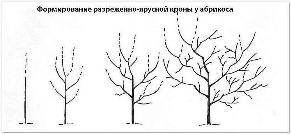 Разреженно ярусная формировка абрикоса. Обрезка абрикоса весной схема. Разреженно ярусная формировка дерева. Формировка разреженно-ярусная крона абрикоса. Обрезка абрикоса весной как обрезать дерево правильно