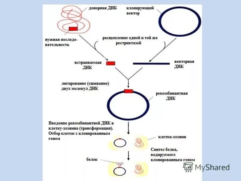 Клонирование плазмиды. Схема клонирования рекомбинантной ДНК. Технология рекомбинантных ДНК схема. Схема получения рекомбинантных ДНК in vitro. Метод рекомбинантных плазмид схема.