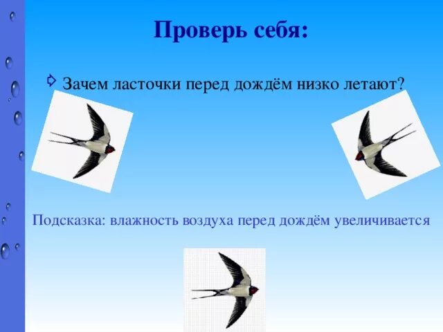 Ласточки летают низко перед дождем. Почему ласточки летают низко перед дождем. Ласточки низко летают. Ласточки перед дождем.