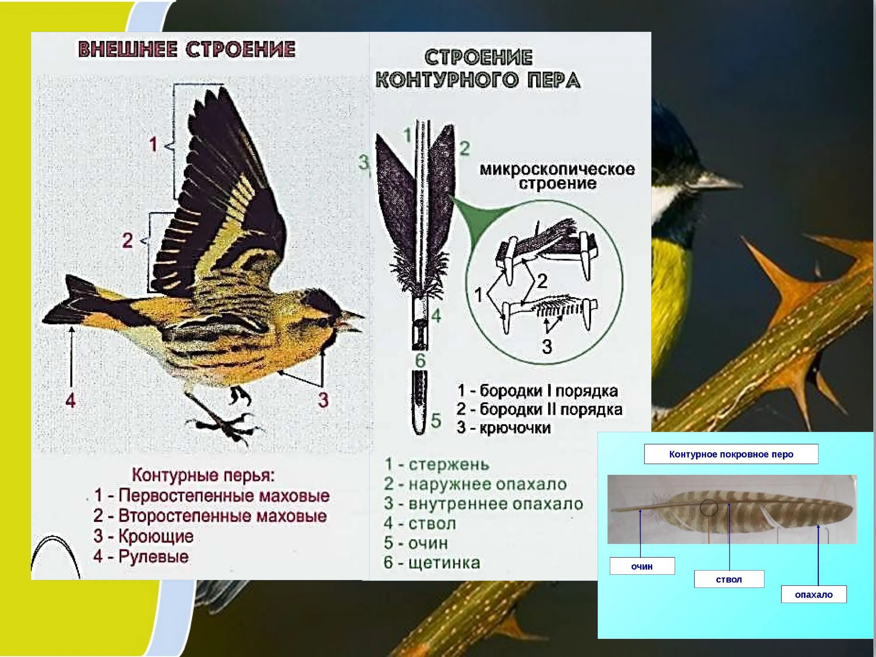 Сколько классов птиц. Класс птицы. Общая характеристика птиц. Биология класс птицы. Класс птицы общая характеристика.