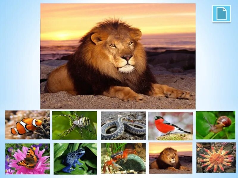 Разнообразный животный мир. Многообразие зверей. Мир животных разнообразие.
