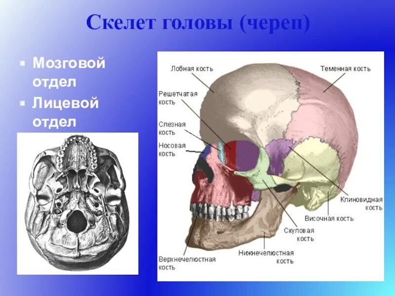 К какому отделу черепа относится скуловая кость. Осевой скелет череп мозговой отдел лицевой отдел. Кости лицевого отдела черепа анатомия. Скелет головы мозговой череп. Скелет головы череп лицевой отдел.