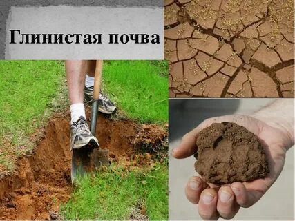 Глинистая почва почему и