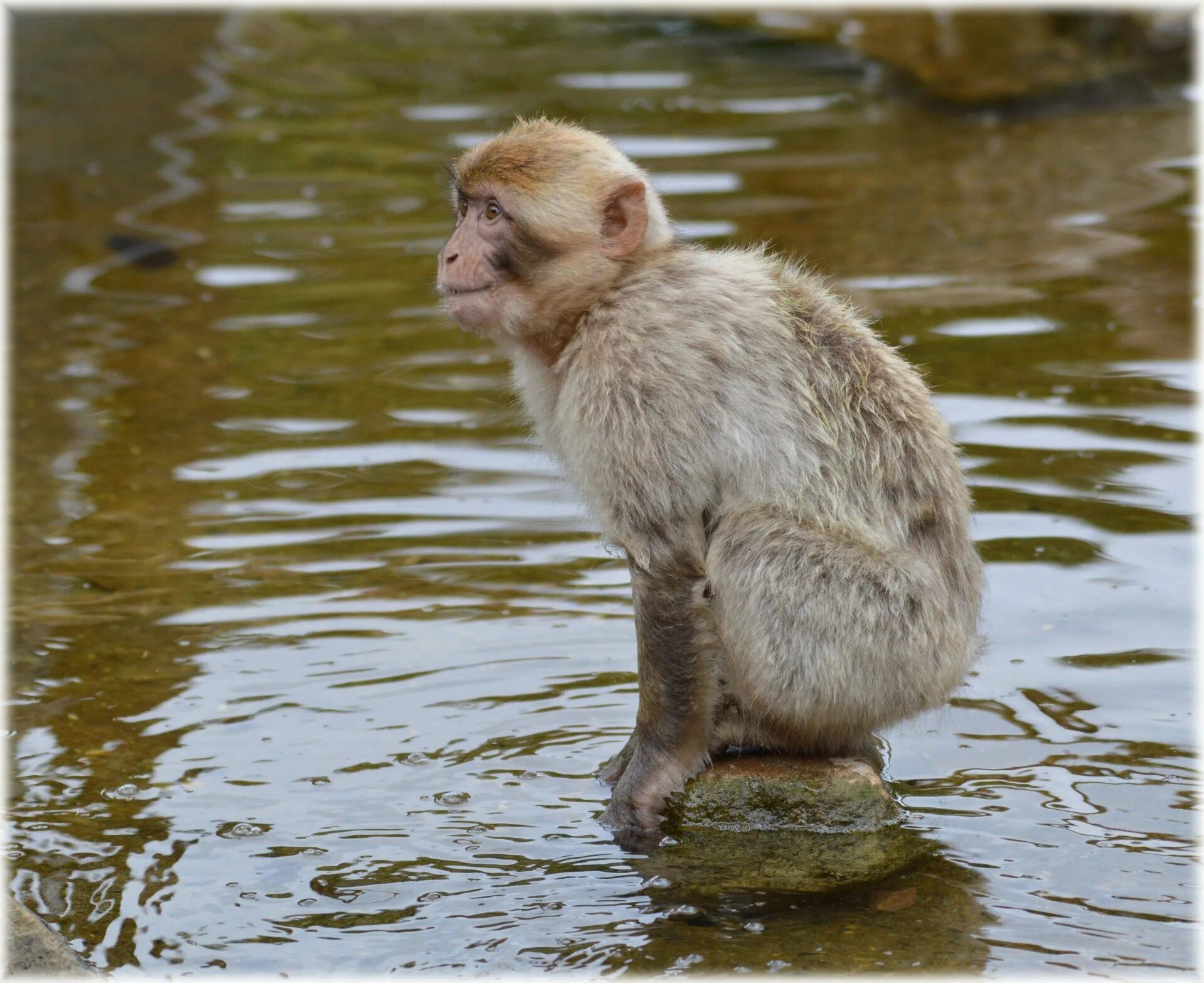Обезьяна плавает. Обезьяна в воде. Японские макаки в теплых источниках. Водяная обезьяна. Обезьянка в воде.