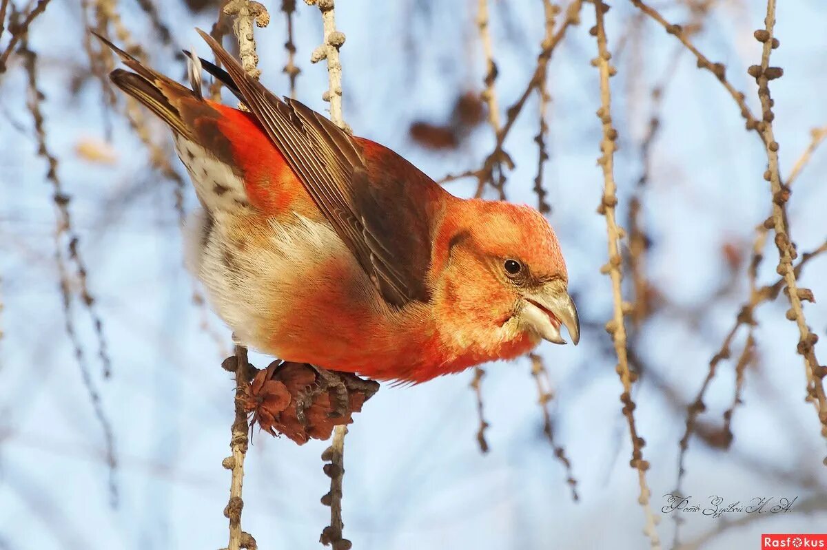 Птицы зимой клест. Клёст-еловик. Клест кедровник. Красный Клест птица. Зимующий Клест.