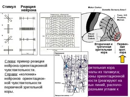 Реакция нейрона