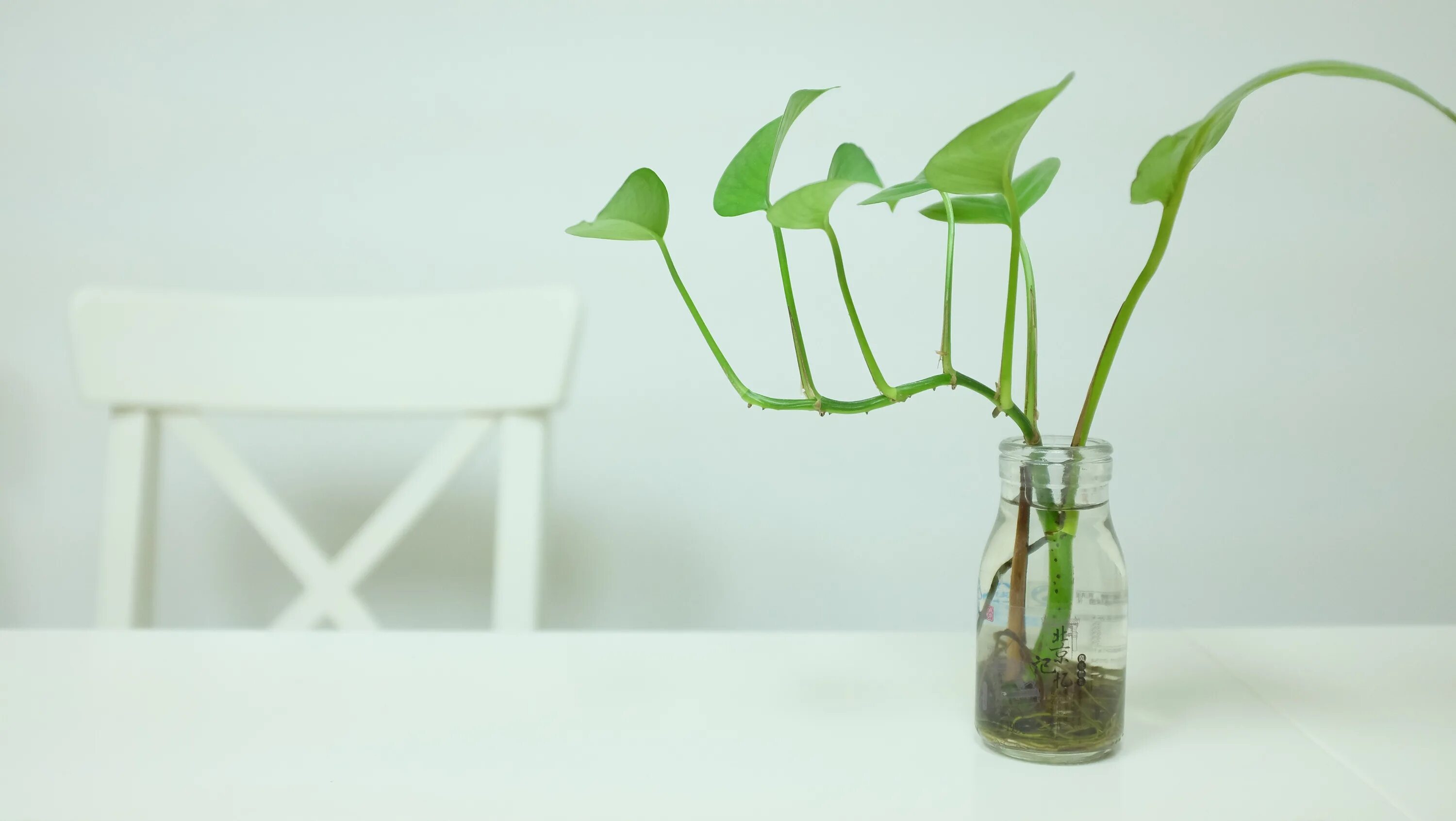 Simply plants. Растение в вазе зеленые. Зеленые ветки в вазе. Белые растения. Засохшее растение в стаканчике.