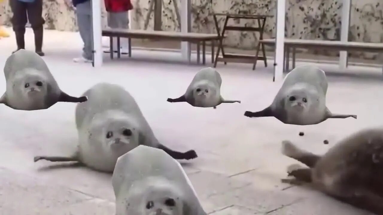 The little seal is laughing at us. Тюлень выпрыгивает на льдину. Тюлень прыгает под бас. Тюлени прыгают под музыку. Нерпы смешные работают.