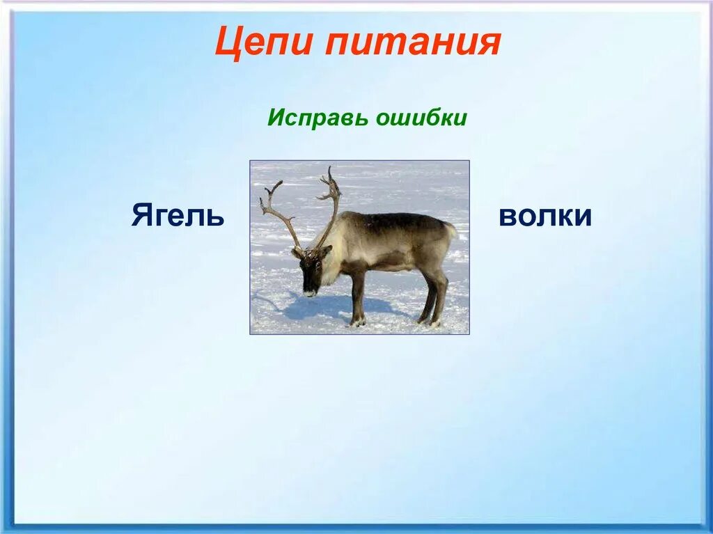 Цепи питания. Цепь питания в тундре. Схема питания в тундре. Цепь питания ягель. Волк в какой природной зоне