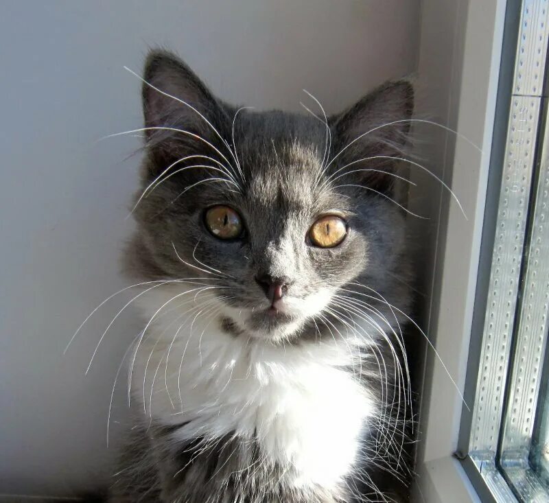 кот с длинными усами. усатая кошка. усатая кошка. вибриссы у млекопитающих. усы вибриссы.