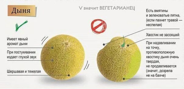 Как понять что дыня