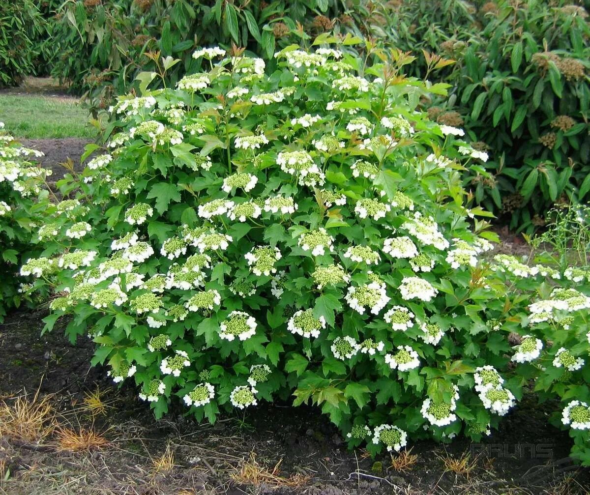 калина park harvest высота. калина обыкновенная компактум (compactum). калина обыкновенная (viburnum opulus l. калина обыкновенная компактум. калина обыкновенная park harvest.