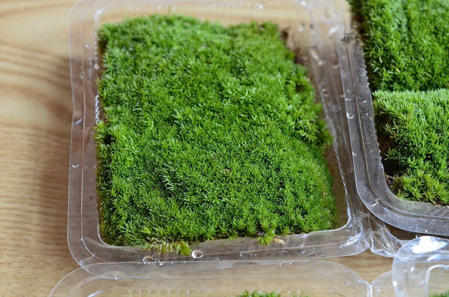 Свежий мох. Свежий мох. Сфагнум онгстрёма. Мох сфагнум живой. Сфагнум и ягель.