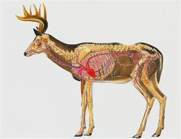 Орган оленя. Внутренние органы оленя. Анатомия оленя. Пищеварение оленя.