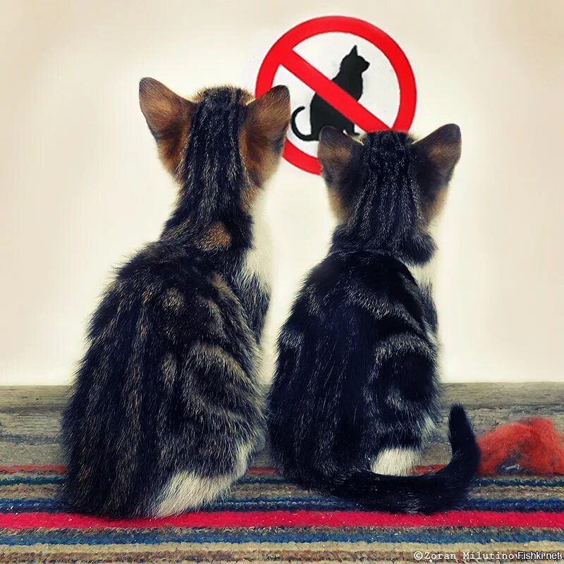 Прикол кот говорит. С котами нельзя. нельзя картинка смешная. котята запрещены. что бы это значило картинки.
