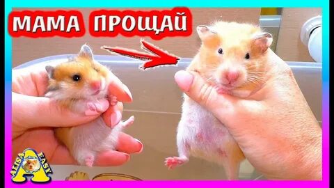 Хомяки алиса изи