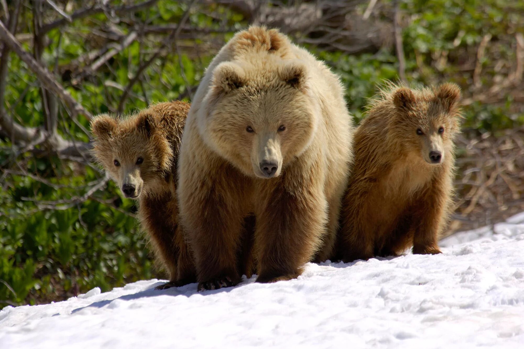 Медведь весной картинки. Сайлюгемский бурый медведь. Животные весной. Медведица с медвежатами. Природа России животные.