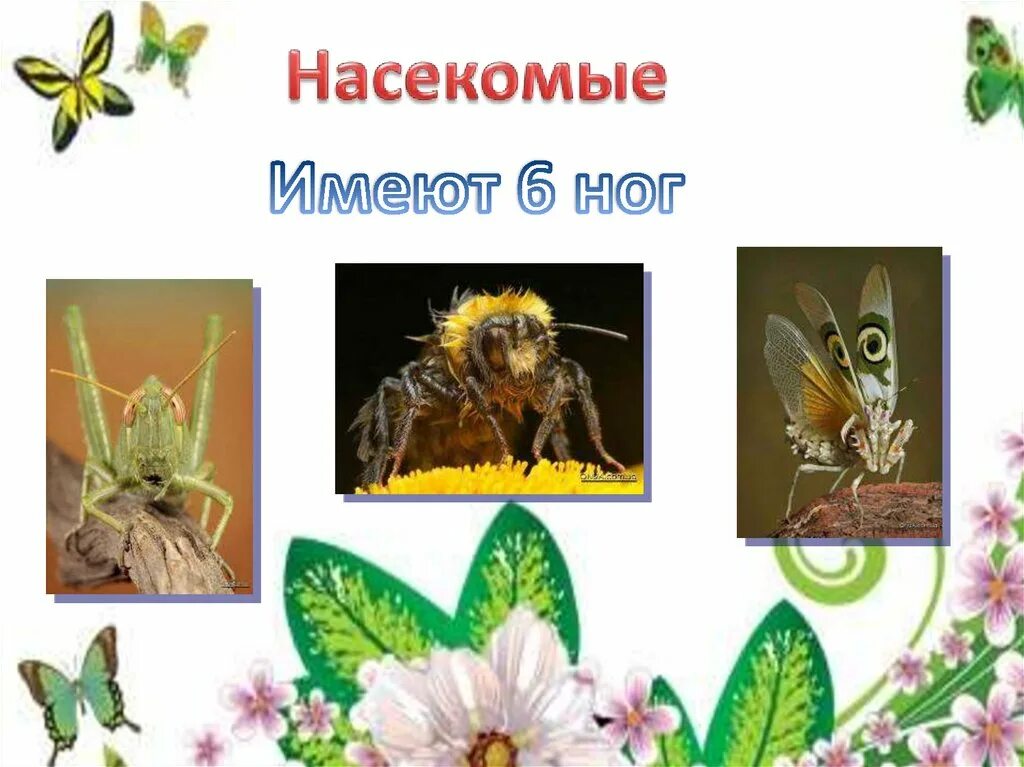 Презентация многообразие животных 1 класс. Многообразие животных. Насекомые имеют. Насекомые имеют 6 ног.