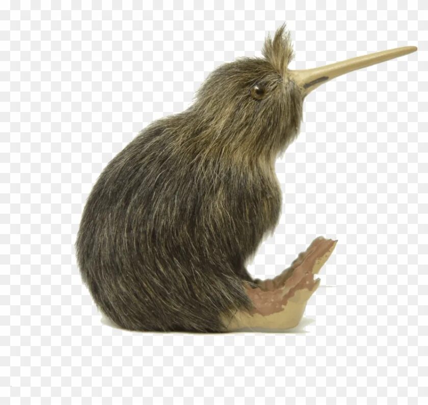 Kiwi key