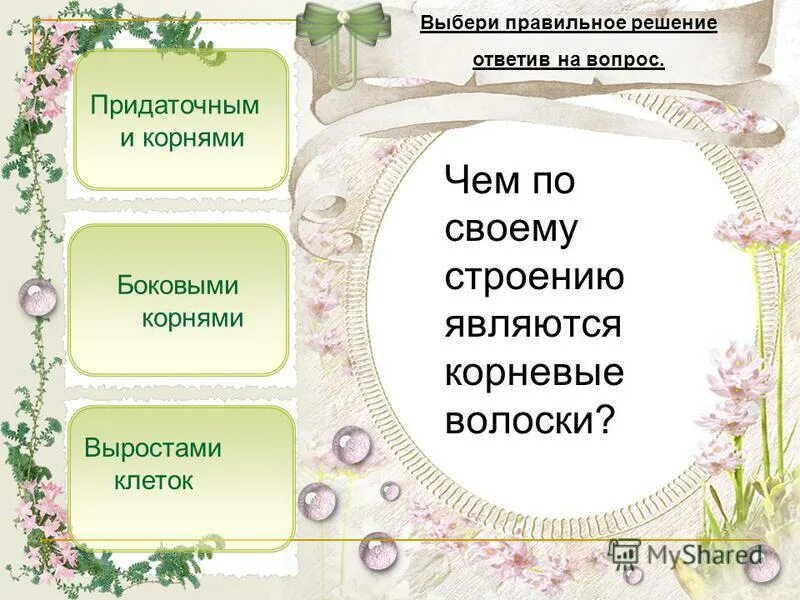 Проверочная работа строение корня. Проверочная работа строение корня