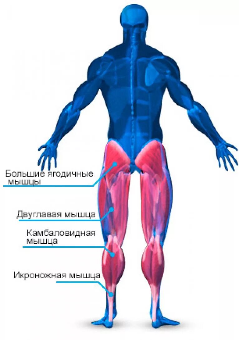 Последовательность мышечных элементов. Мышцы ног. Название мышц. Название мышц ног у человека. Названия мышечных групп ноги.