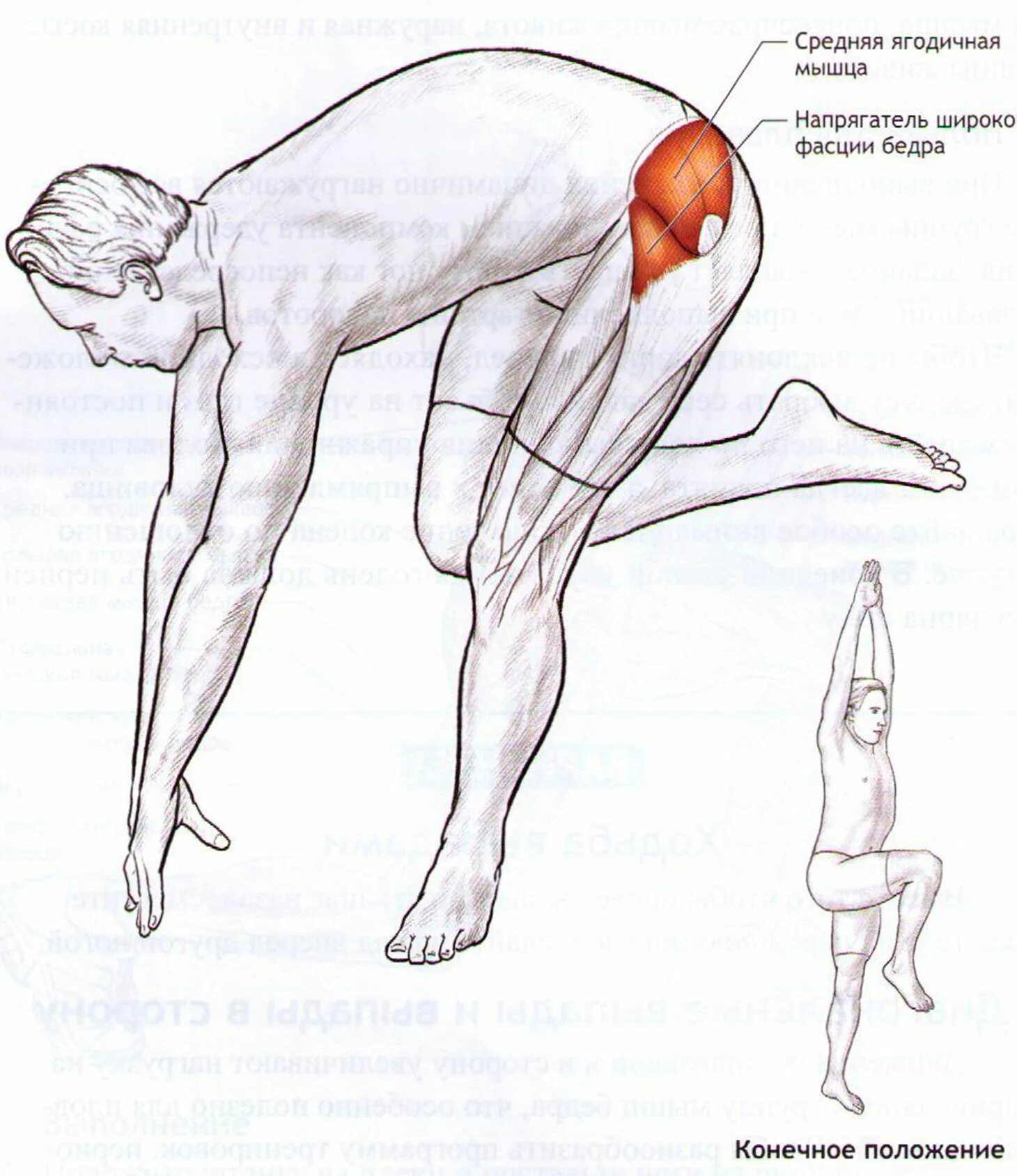 Болит спина ягодицы ноги. Напрягатель широкой фасции бедра растяжка. Растяжка средних ягодичных мышц. Упражнения на растяжку напрягателя широкой фасции бедра. Упражнения на среднюю ягодичную мышцу.