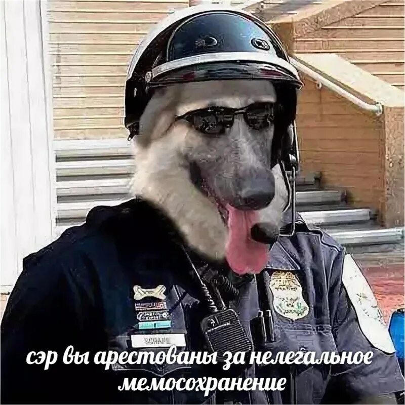 Собака в форме человека. Собака в полицейской форме. Пес в форме полиции. Смешная Полицейская форма. Собака в ментовской форме.